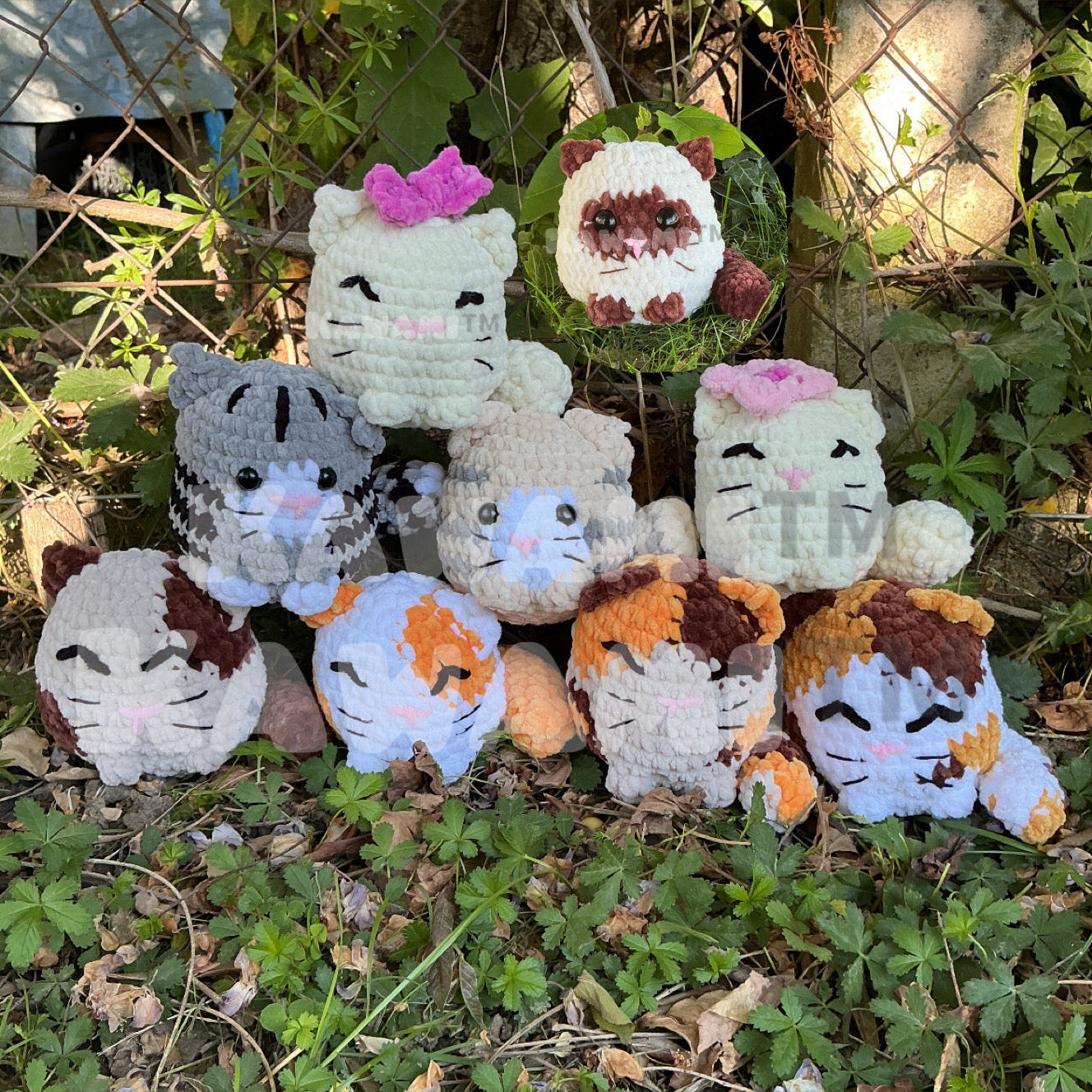 Petits chats